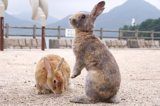 Okunoshima Rabbit Island Cycling Tour with Local Guide - The Sum Up: Who Is This Tour Best For?