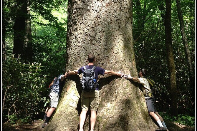 Old Growth Forest Cascade - Frequently Asked Questions