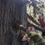Old-Growth Tree Climbing at Silver Falls State Park - The Sum Up: Why This Tour is Worth Considering