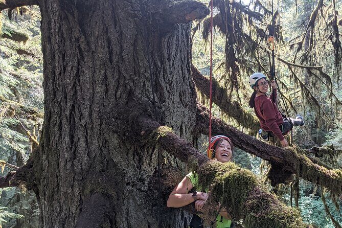 Old-Growth Tree Climbing at Silver Falls State Park - The Sum Up: Why This Tour is Worth Considering