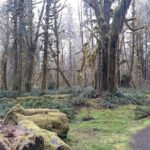 Olympic Peninsula and Forest Tour - An In-Depth Look at the Olympic Peninsula and Forest Tour