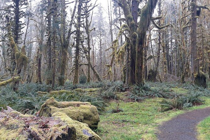 Olympic Peninsula and Forest Tour - An In-Depth Look at the Olympic Peninsula and Forest Tour