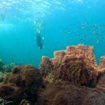 OnBird - PRIVATE ADVENTURE SNORKELING - explore Half-moon reef & Coral Mountain - A Deep Dive into the Experience: Discovering Phu Quoc’s Underwater World