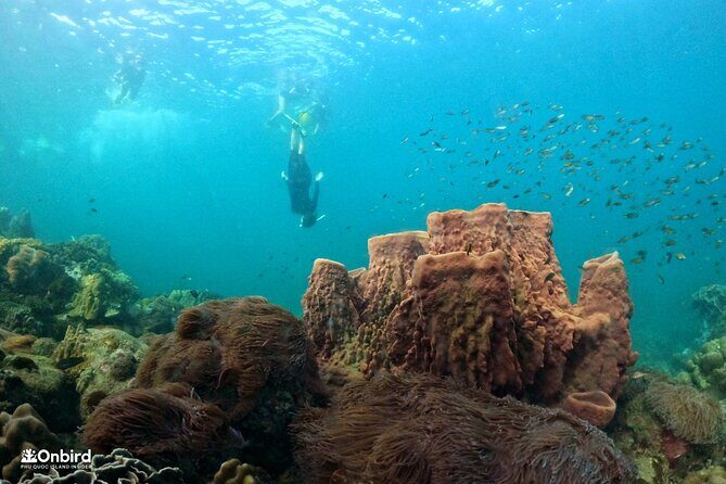 OnBird - PRIVATE ADVENTURE SNORKELING - explore Half-moon reef & Coral Mountain - A Deep Dive into the Experience: Discovering Phu Quoc’s Underwater World
