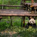 One Day Giant Panda Leisure Private Tour in Chengdu - Analyzing the Value