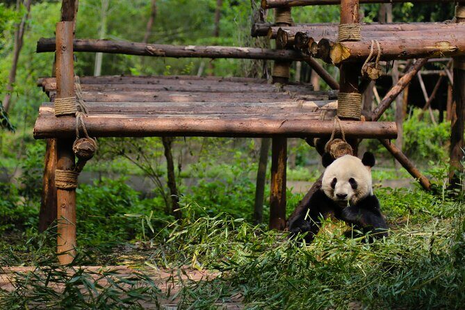 One Day Giant Panda Leisure Private Tour in Chengdu - Analyzing the Value