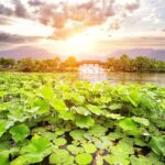 One-Day Hangzhou Dragon Well Tea Culture & West Lake Private Tour - Tea Culture: The Heart of Hangzhou