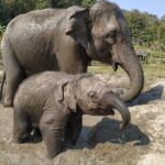 One Day Hiking and Elephant experience by Chiang Mai Elephant Home - Frequently Asked Questions