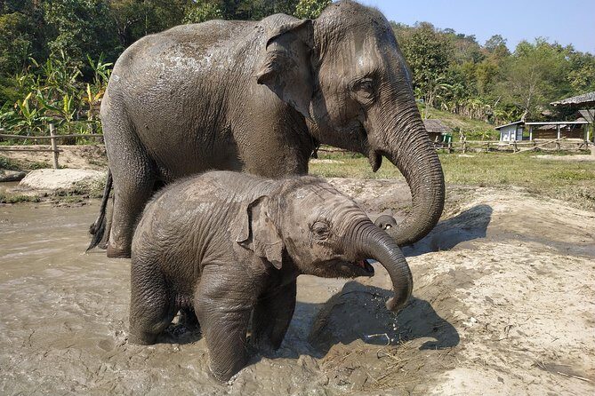 One Day Hiking and Elephant experience by Chiang Mai Elephant Home - Frequently Asked Questions