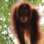 ONE DAY JUNGLE TREKKING 6-7 hours (see orang utan) + RAFTING in BUKIT LAWANG - Deep Dive into the Jungle Trek and River Adventure