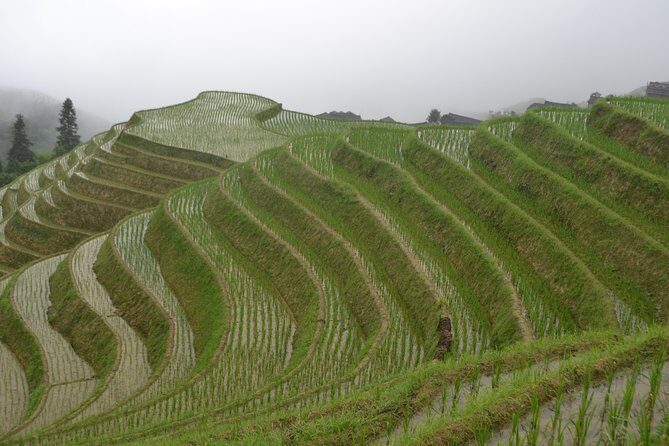 One Day Private Longji Rice Terraces with Minority village tour - Who Will Love This Tour?