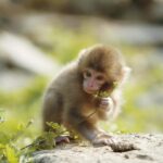One Day Private Sightseeing tour to Snow Monkey Zenkoji Temp - Final Thoughts: Who Will Love This Tour?
