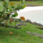 One-Hour Airboat Ride Near Orlando - What Makes This Tour Stand Out