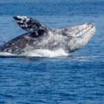 Only Wildlife and Whale Watching Tour Leaving from Seattle - Final Thoughts: Is It Worth Your Time and Money?