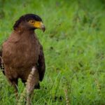 Ooty & Bandipur Safari Day Tour from Coimbatore - Ooty’s Highlights in Brief