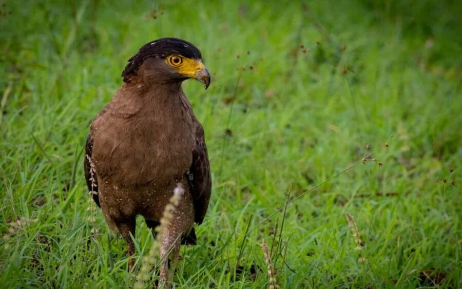 Ooty & Bandipur Safari Day Tour from Coimbatore