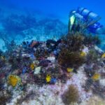 Open Water Certification Course-PADI - A Practical Overview of the PADI Open Water Certification Course