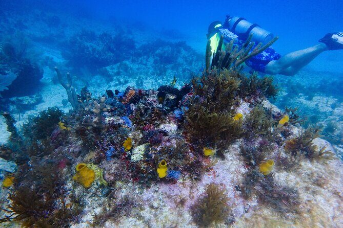 Open Water Certification Course-PADI - A Practical Overview of the PADI Open Water Certification Course