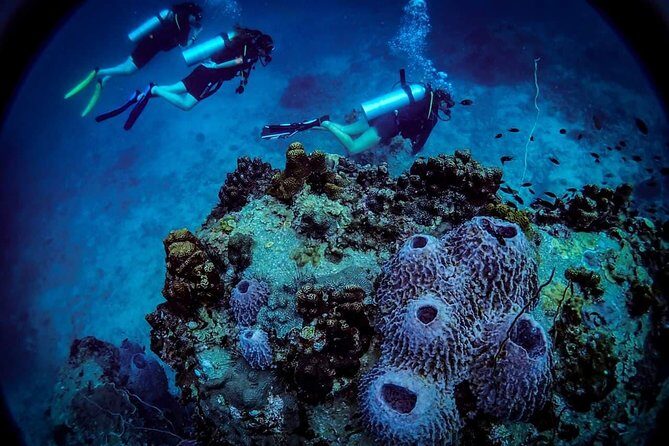 Open Water Course - Become certified diver in 3 days - Authentic Experiences from Fellow Travelers