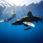 Open Water Shark Dive - The Journey Begins: What to Expect on Your Shark Adventure