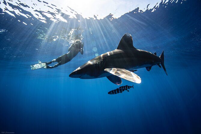Open Water Shark Dive - The Journey Begins: What to Expect on Your Shark Adventure