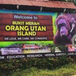 Orang Utan Island Day Tour - A Deep Dive into the Orang Utan Island Day Tour