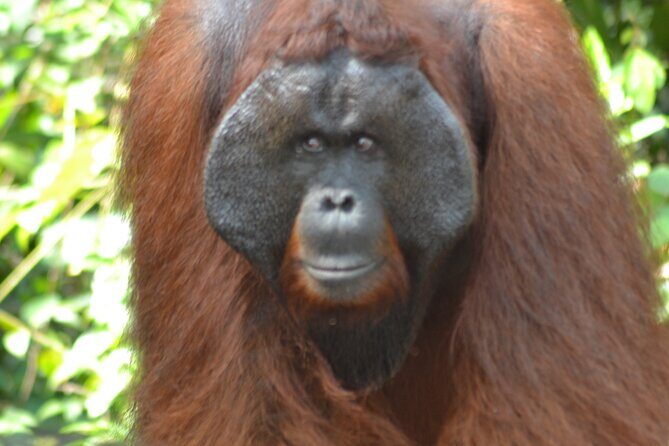Orangutan Houseboat Kelotok Tanjung Puting 3 Days Share Cost - Authentic Encounters and Practical Tips