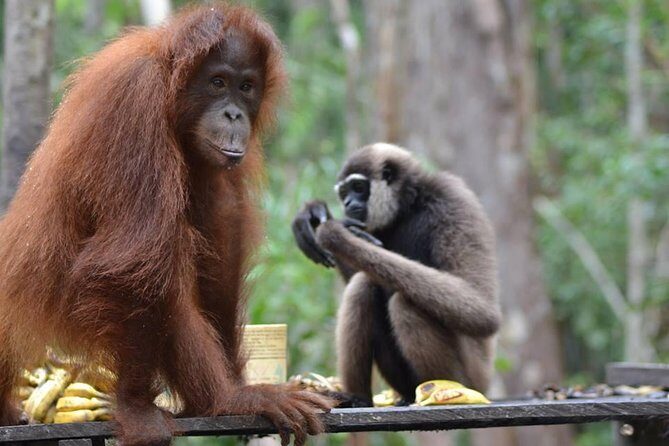 Orangutan Tanjung Puting Honeymoon CoupleTour - Exploring the Sekonyer River