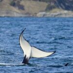 Orca whale tour from Orcas Island - Meeting Point and Planning Tips