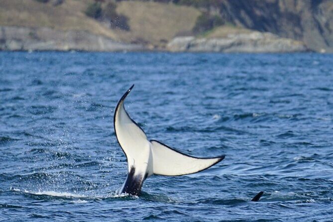 Orca whale tour from Orcas Island - Meeting Point and Planning Tips