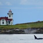Orca whale tour near Seattle - Who Will Love This Tour?