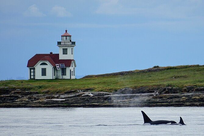 Orca whale tour near Seattle - Who Will Love This Tour?