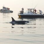 Orcas Island Whale Watching - An In-Depth Look at Orcas Island Whale Watching