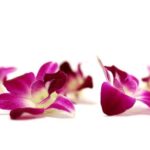Orchid Airport Lei Greeting (Maui, Kahului Airport, OGG) - The Real Value: What Travelers Say