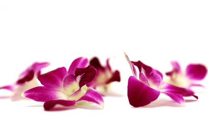 Orchid Airport Lei Greeting (Maui, Kahului Airport, OGG) - The Real Value: What Travelers Say