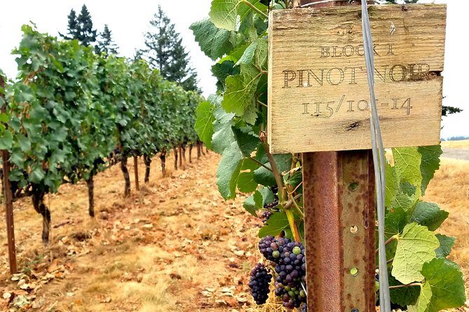 Oregon Wine Tour-Full Day Tour with Lunch Stop - A Deep Dive into the Oregon Wine Tour Experience