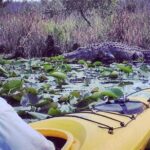 Orlando Alligator Experience - Frequently Asked Questions