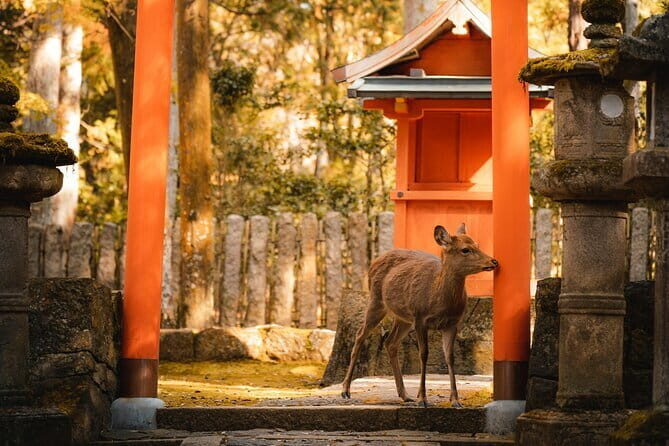 Osaka, Nara and Kyoto Day Trip with English Speaking Driver - Final Thoughts