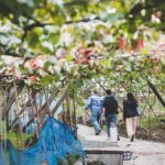 Osaka Winery Tour with Wine Tasting & Vineyard Walk - The Value of This Experience