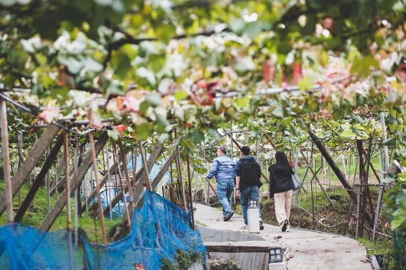 Osaka Winery Tour with Wine Tasting & Vineyard Walk - The Value of This Experience