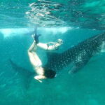 Oslob Cebu: Whale Shark Watching Day Tour - The Itinerary Breakdown