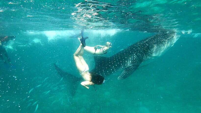 Oslob Cebu: Whale Shark Watching Day Tour - The Itinerary Breakdown