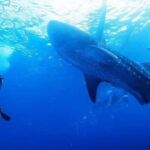 Oslob Cebu: Whaleshark Scuba Diving & Sumilon Sanctuary - What Makes This Tour Stand Out