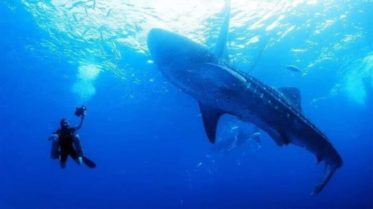 Oslob Cebu: Whaleshark Scuba Diving & Sumilon Sanctuary - What Makes This Tour Stand Out