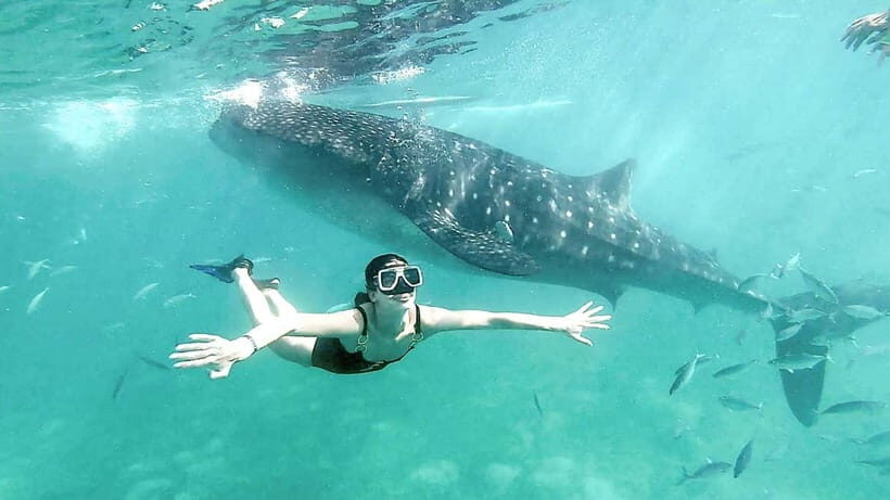 Oslob Whale Shark, Aguinid Falls & Moalboal Snorkeling - An In-Depth Look at the Tour Experience