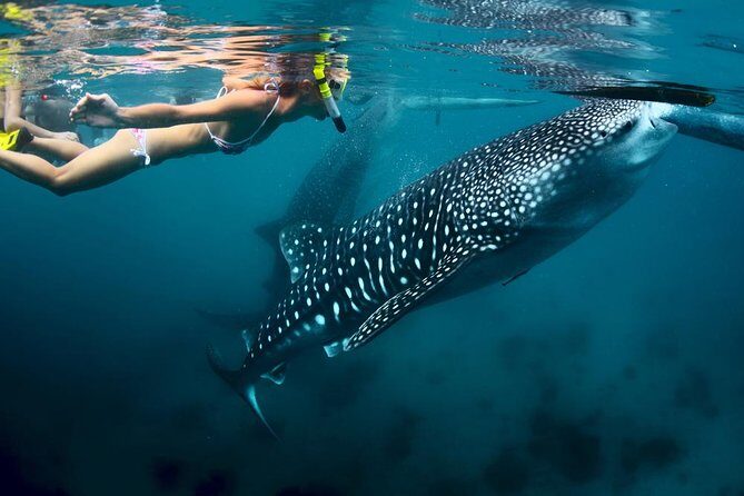 Oslob Whale Shark and Kawasan Falls Day Tour - Who Should Consider This Tour?