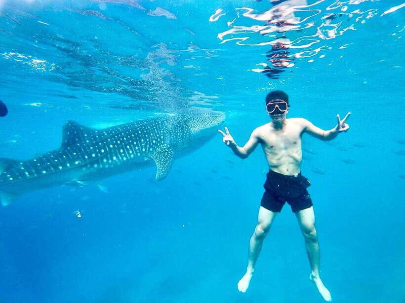 Oslob Whale Shark Direct - Why This Tour Is a Great Choice