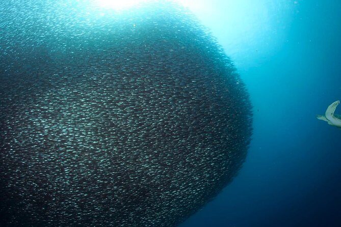 Oslob Whale Shark Snorkeling & Pescador & Sardine Run & Turtle - How the Experience Comes Together