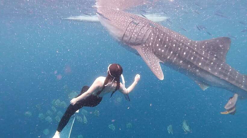 Oslob: Whale Shark Swim & Snorkeling Experience Tour - Who Should Consider This Tour?