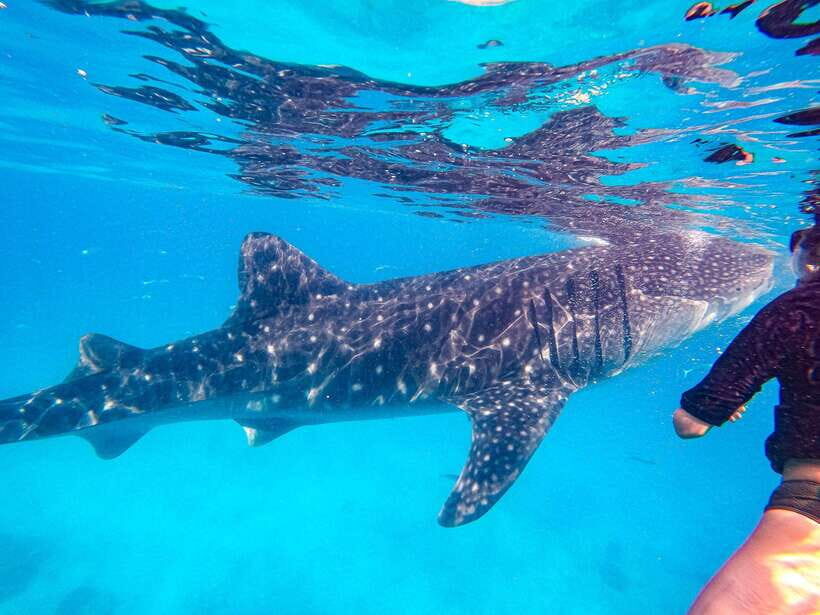Oslob Whale Shark & Tumalog Waterfalls & Sumilon Sandbar - Why This Tour Works for Different Travelers